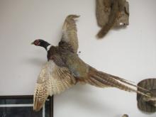 Taxidermy Flying Ring Necked Pheasant Mount
