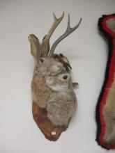 Taxidermy Jackalope Mount