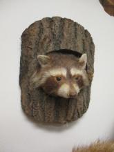 Taxidermy Raccoon Emerging from Tree