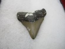 Megladon Shark Tooth-A