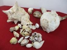 Conch and Other Sea Shells
