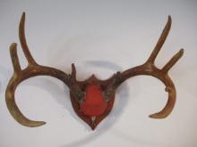 Vintage 10-Point Whitetail Taxidermy Mount