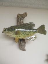15.5" Taxidermy Crappie Mount