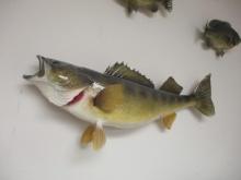 29" Walleye Taxidermy-A