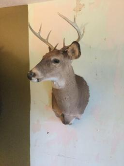 White Tail deer mount