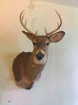 White Tail deer mount
