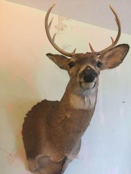 White Tail deer mount