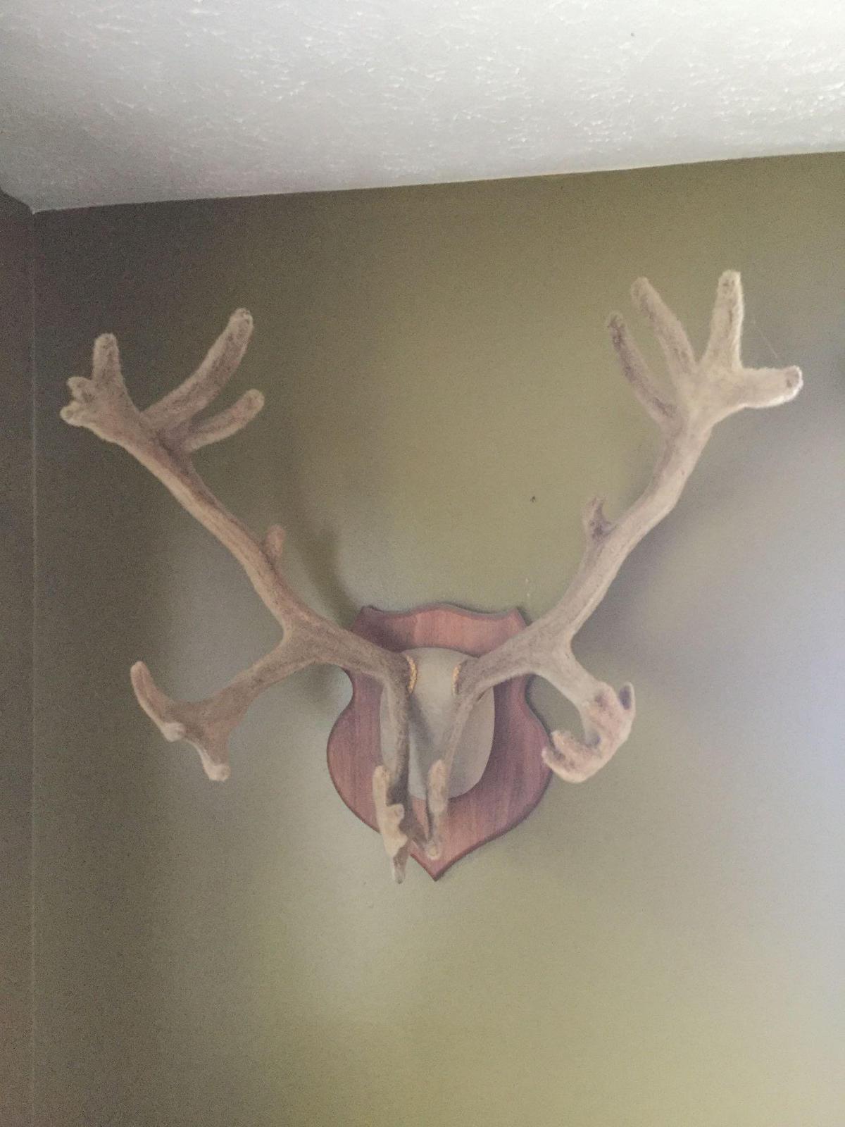 Caribou Rack