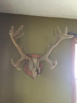 Caribou Rack