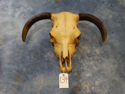 Cow Skull