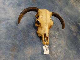 Cow Skull