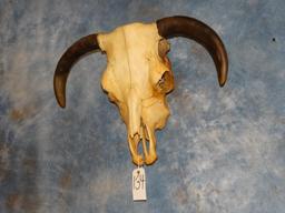 Cow Skull