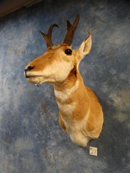 Pronghorn Antelope shoulder mount