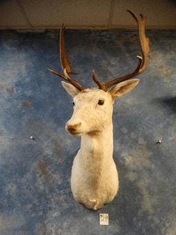 White Fallow Deer shoulder mount