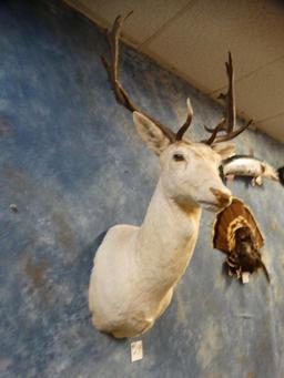 White Fallow Deer shoulder mount