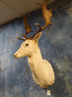 White Fallow Deer shoulder mount