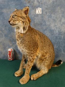 Sitting Bobcat full body mount