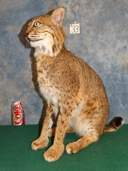 Sitting Bobcat full body mount