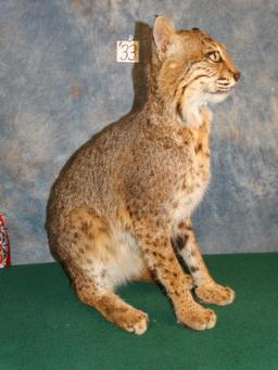 Sitting Bobcat full body mount