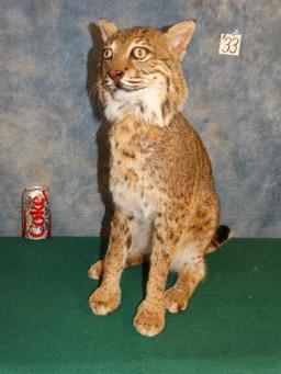 Sitting Bobcat full body mount
