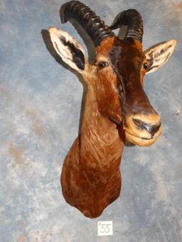 African Tiang shoulder mount
