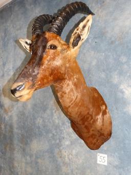 African Tiang shoulder mount