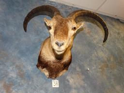 Southeastern Spanish Ibex shoulder mount