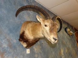 Southeastern Spanish Ibex shoulder mount