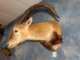 Southeastern Spanish Ibex shoulder mount