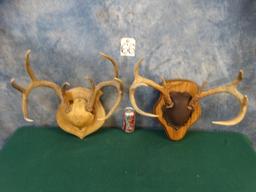 Pair of Texas Whitetail Deer Racks