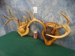Pair of Texas Whitetail Deer Racks