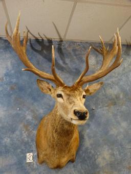 10 x 10 Red Stag shoulder mount