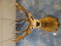 10 x 10 Red Stag shoulder mount
