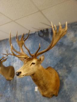 10 x 10 Red Stag shoulder mount