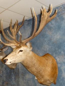 10 x 10 Red Stag shoulder mount