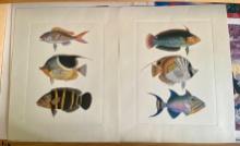 Fish Settings by Unknown Artist