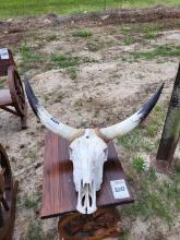 Bull Skull