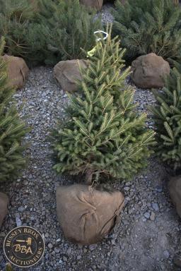 Black Hill Spruce 4ft.