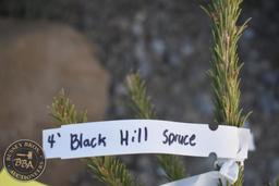 Black Hill Spruce 4ft.