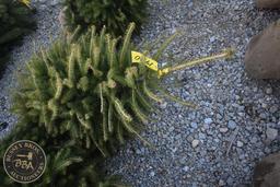 Norway Spruce 5ft.