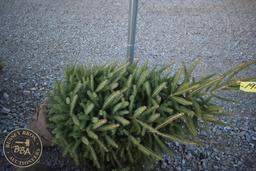 White Spruce 5ft.