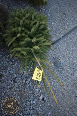 White Spruce 5ft.