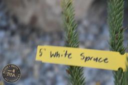 White Spruce 5ft.