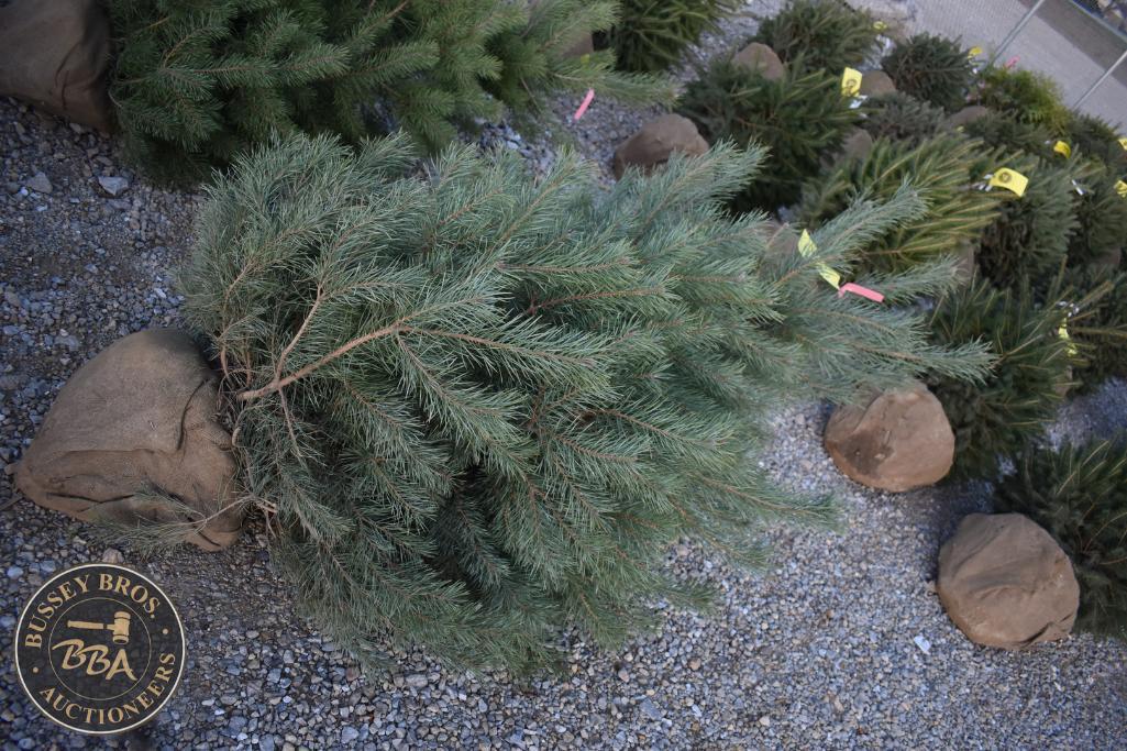 Scotch Pine 6ft.