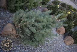 Scotch Pine 6ft.