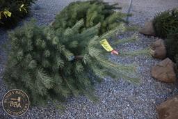 Scotch Pine 6ft.