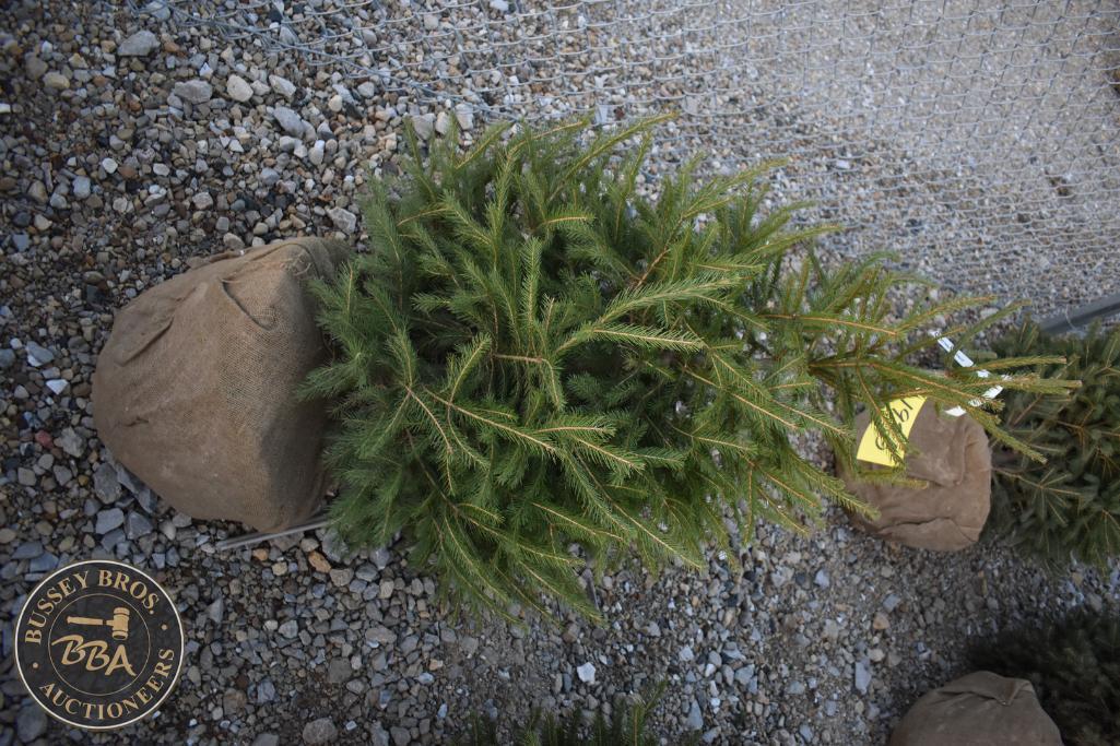 Norway Spruce 4ft.