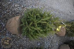 Norway Spruce 4ft.