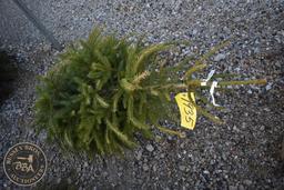 Norway Spruce 4ft.