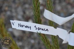 Norway Spruce 4ft.